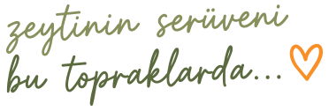zeytinin serüveni bu topraklarda